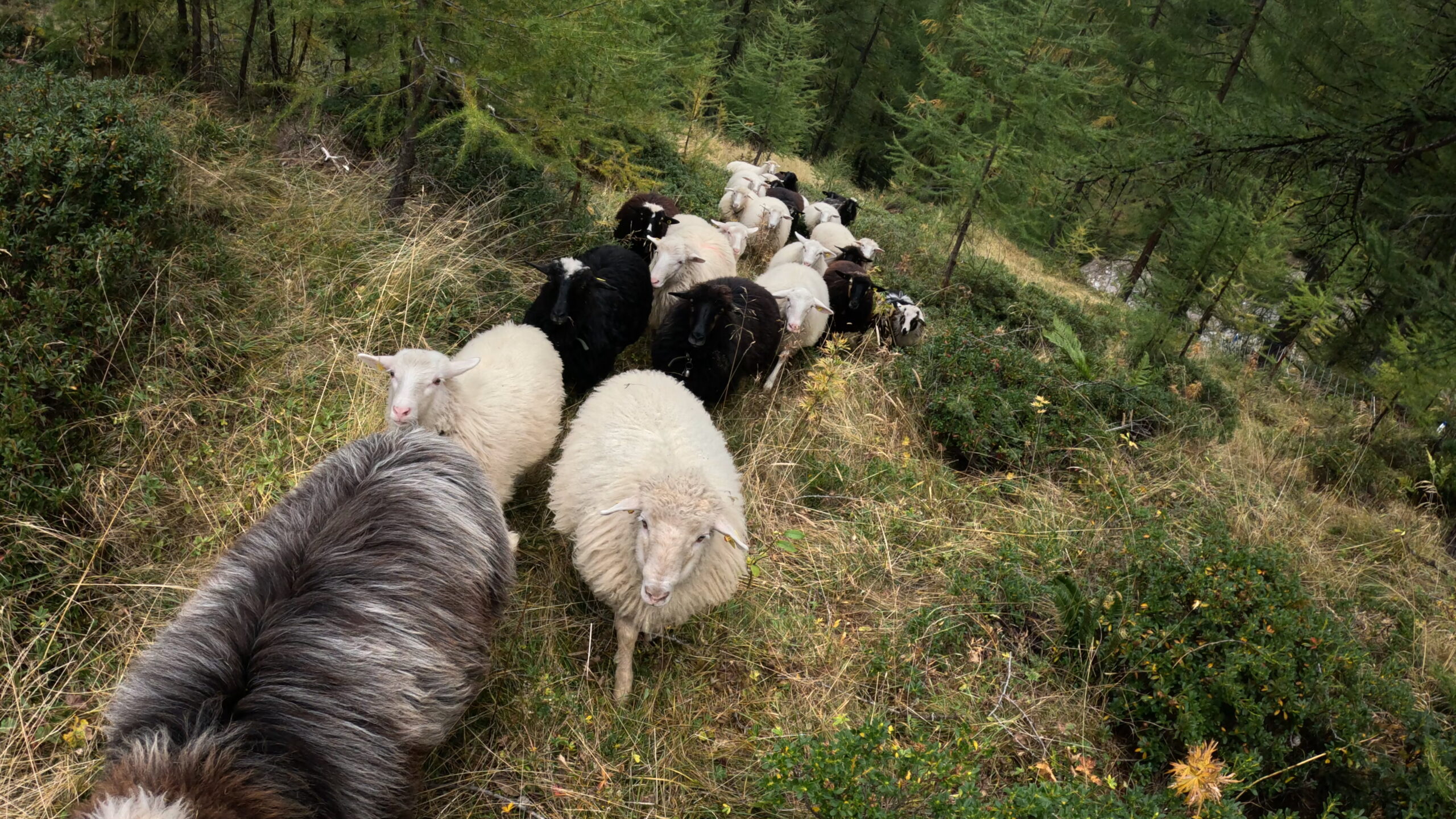 Unterwegs mit der Schafherde