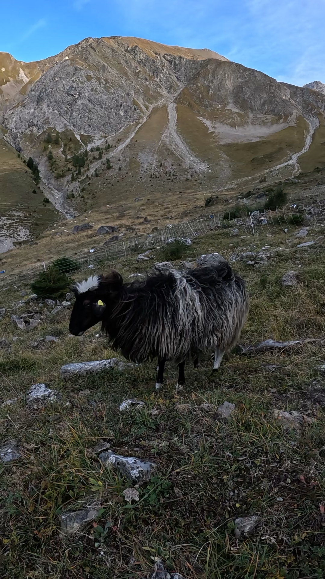 Alpsommer